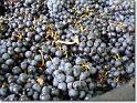 vendange 2005 08